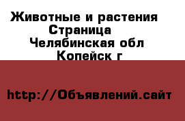  Животные и растения - Страница 2 . Челябинская обл.,Копейск г.